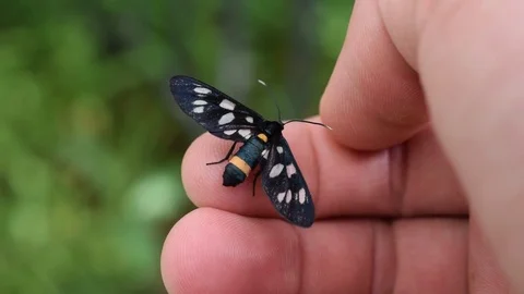 Nine-spotted moth butterfly on human hand Stock Footage 69723299