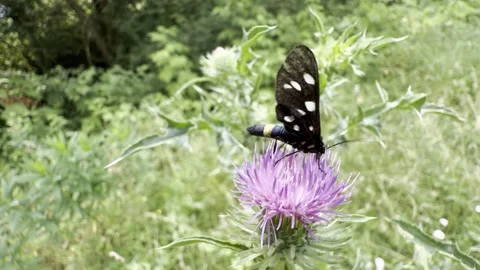 Nine-Spotted Moth Feeding on a Purple Thistle Flower in Summer Sunlight Stock Footage 341682901