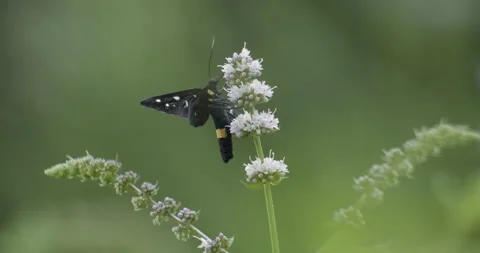 Nine-spotted Moth on lavender flower Vidéo 247307464