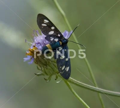 Nine-spotted moth Stock Photos