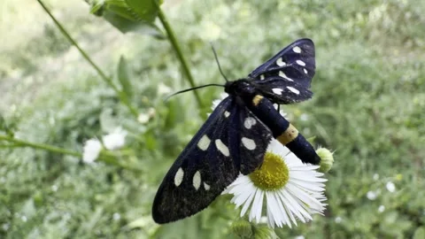 Nine-Spotted Moth Wing Display and Mating Behavior on Fleabane Flower Stock Footage 339868645