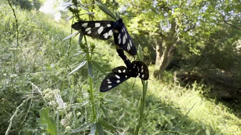 Nine-Spotted Moths Mating Macro on Wildflower in Summer Meadow Stock Footage 339023152