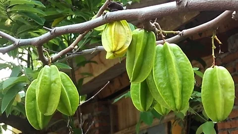 Nine starfruit hanging on the tree Video stock 122060996