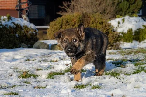 A nine weeks old German Shepherd puppy runs and look straight into the camera Stock Photos