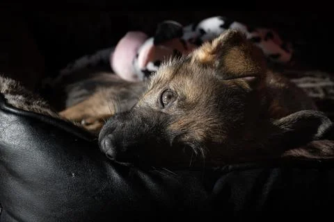 A nine weeks old German Shepherd puppy chill in its bed and look at the camera Stock Photos