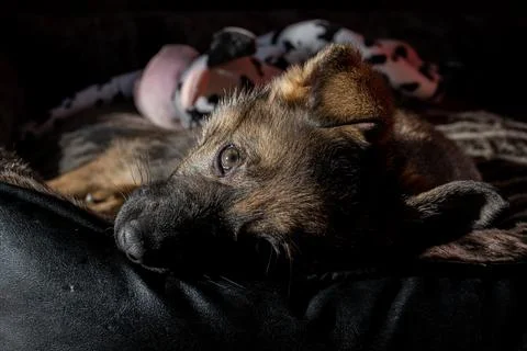 A nine weeks old German Shepherd puppy chill in its bed and look at the camera Foto stock