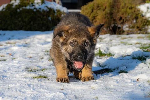 A nine weeks old German Shepherd puppy in a snowy garden looking straight into Foto stock