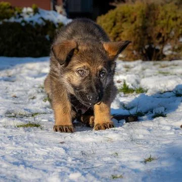 A nine weeks old German Shepherd puppy in a snowy garden looking straight into Stock Photos