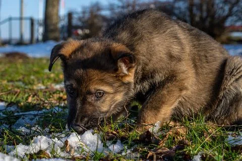 A nine weeks old German Shepherd puppy plays with snow. Snow and green grass Stock Photos