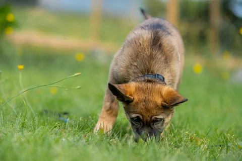 A nine weeks old German Shepherd puppy plays in green grass. Sable colored Stock Photos