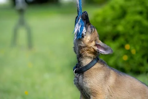 A nine weeks old German Shepherd puppy plays tug in green grass. Working line Stock Photos