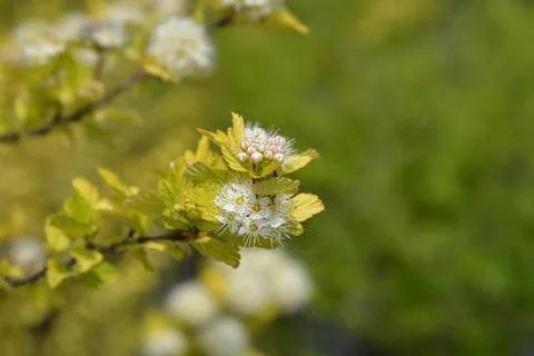 Ninebark Luteus Stock Photos