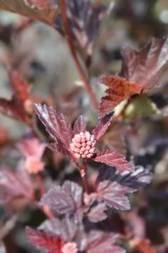 Ninebark Stock Photos