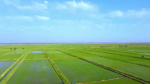 Ningxia Yellow River Plain - ecological rice fields Stock Footage 257854926
