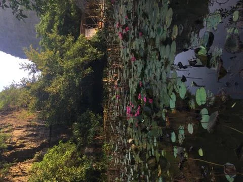 Ninh Binh Mountain Range And Lily Pond, Vietnam Stock Photos