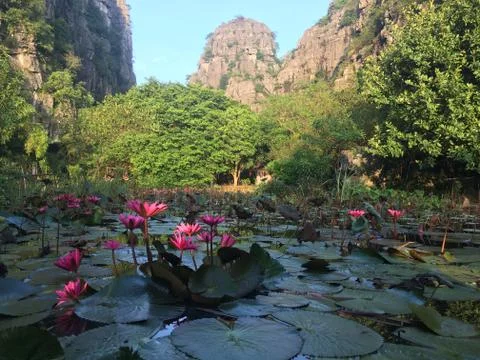 Ninh Binh Mountain Range And Lily Pond Stock Photos