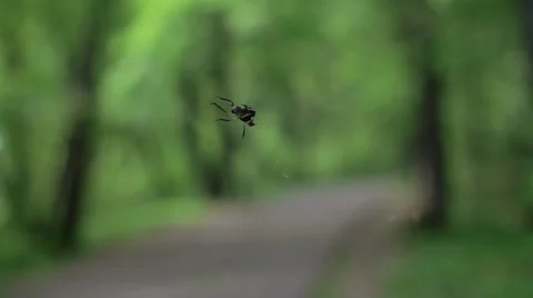 Ninja Spider Hiding in Plain Sight Stock-Footage 66435131