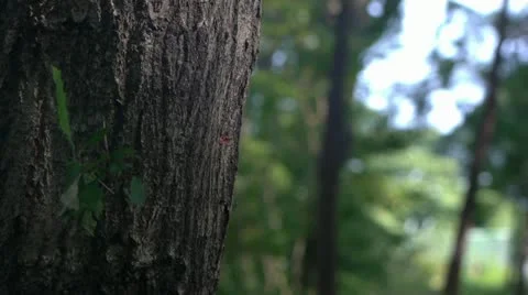 Ninja weapons Stock-Footage 11314528