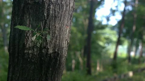 Ninja weapons Video stock 11314535