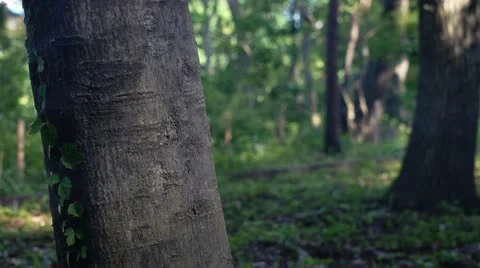 Ninja weapons Stock-Footage 11314544