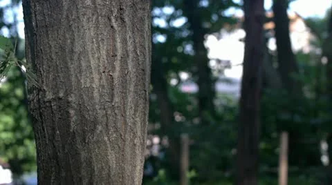 Ninja weapons Stock Footage 11314555