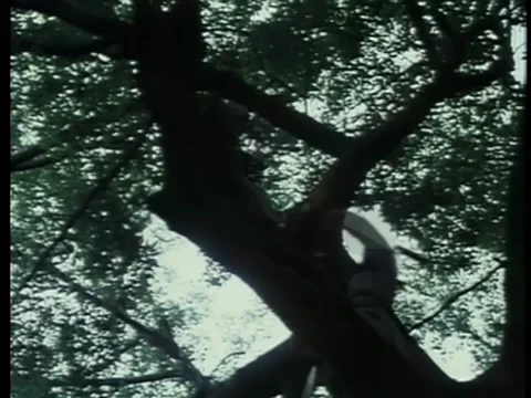 Ninjas fighting with swords on tree branches Видео 260252852