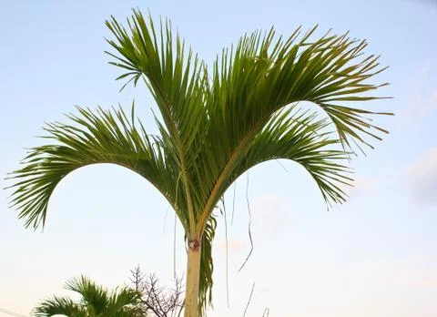 Nipa palm 2 Foto stock