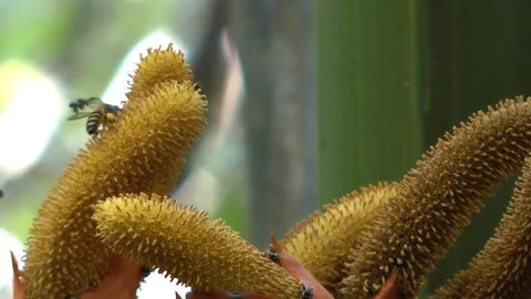 Nipa Palm, Java, Indonesia Stock Footage 86226645