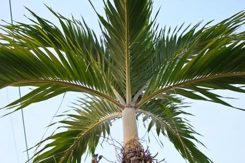 Nipa palm Stock Photos