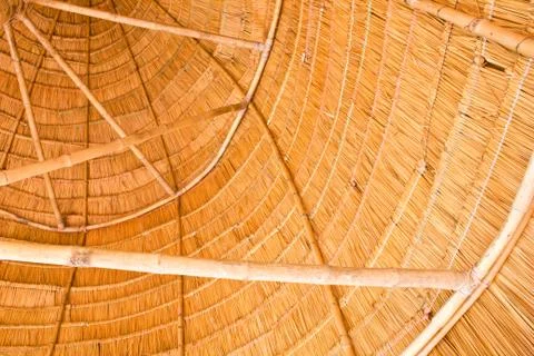 Nipa palm Stock Photos