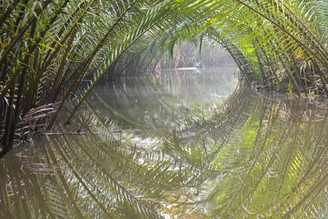 Nipa Palm Stock Photos