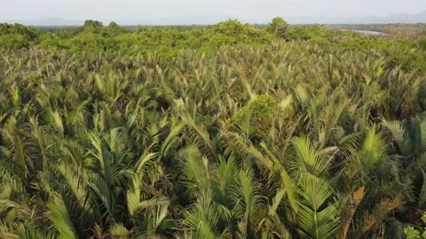 Nipa palm tree leaves Stock Footage 150199136