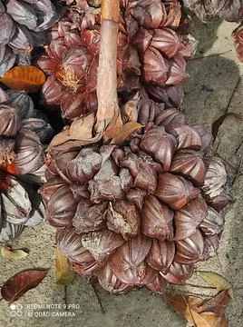 Nipah Fruit 스톡 사진