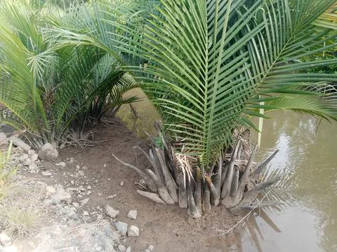 Nipah Tree Stock Photos