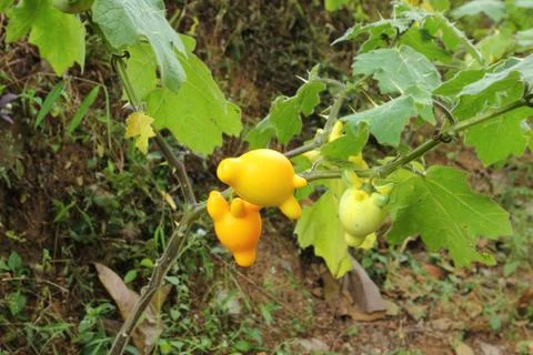 Nipple fruit Stockfoto's