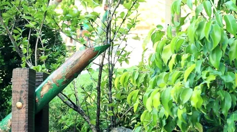 Nippon Graden 2 Stock Footage 46533750