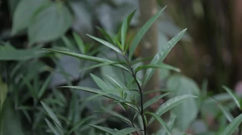 Nirgundi Plant - Vitex Negundo Stock Footage 54377582