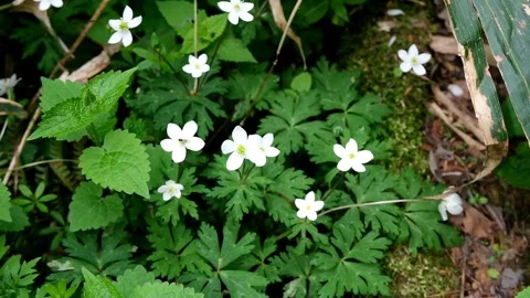 Nirinsou blooming in the forest, late May in Kamikochi, birds singing Stock Footage 328231214