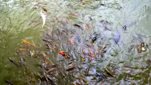 Nishikigoi koi carp Stock Footage 277409575