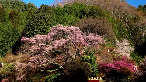 Nishimaru's Weeping Cherry Blossom Stock Footage 332242143