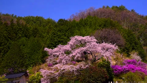 Nishimaru's Weeping Cherry Blossom Stock Footage 332249053