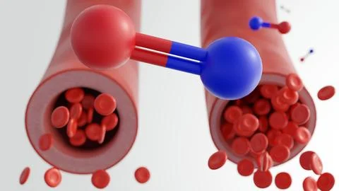 Nitric oxide and dynamics of vasodilation Ilustración de archivo