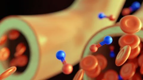 Nitric oxide and dynamics of vasodilation Illustrazione stock