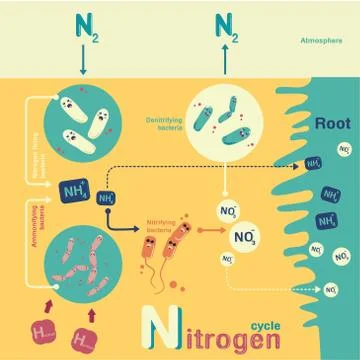 Nitrogen cycle Stock Illustration