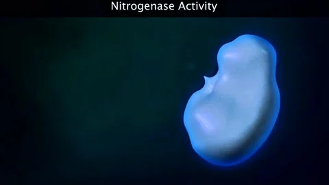 Nitrogenase activity Stock Footage 322528153