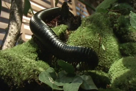 Nj20 Stock Footage 516032