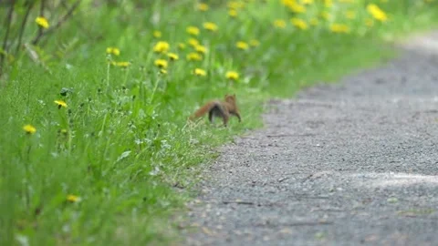 Njured Squirrel Running Along Forest Path Through Dandelions Stock Footage 338029697