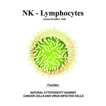 NK lymphocytes structure. The functions of NK lymphocytes. Immunity Helper Cells Stock Illustration
