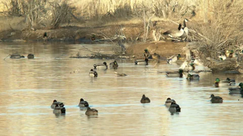 Nm winter ducks Stock Footage 35994802