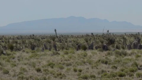 NM Yucca Desert Stock Footage 93009174